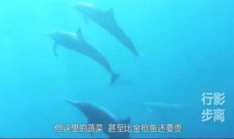 娱乐爆料鲸鱼视频,揭秘娱乐圈最新动态，带你领略明星幕后故事